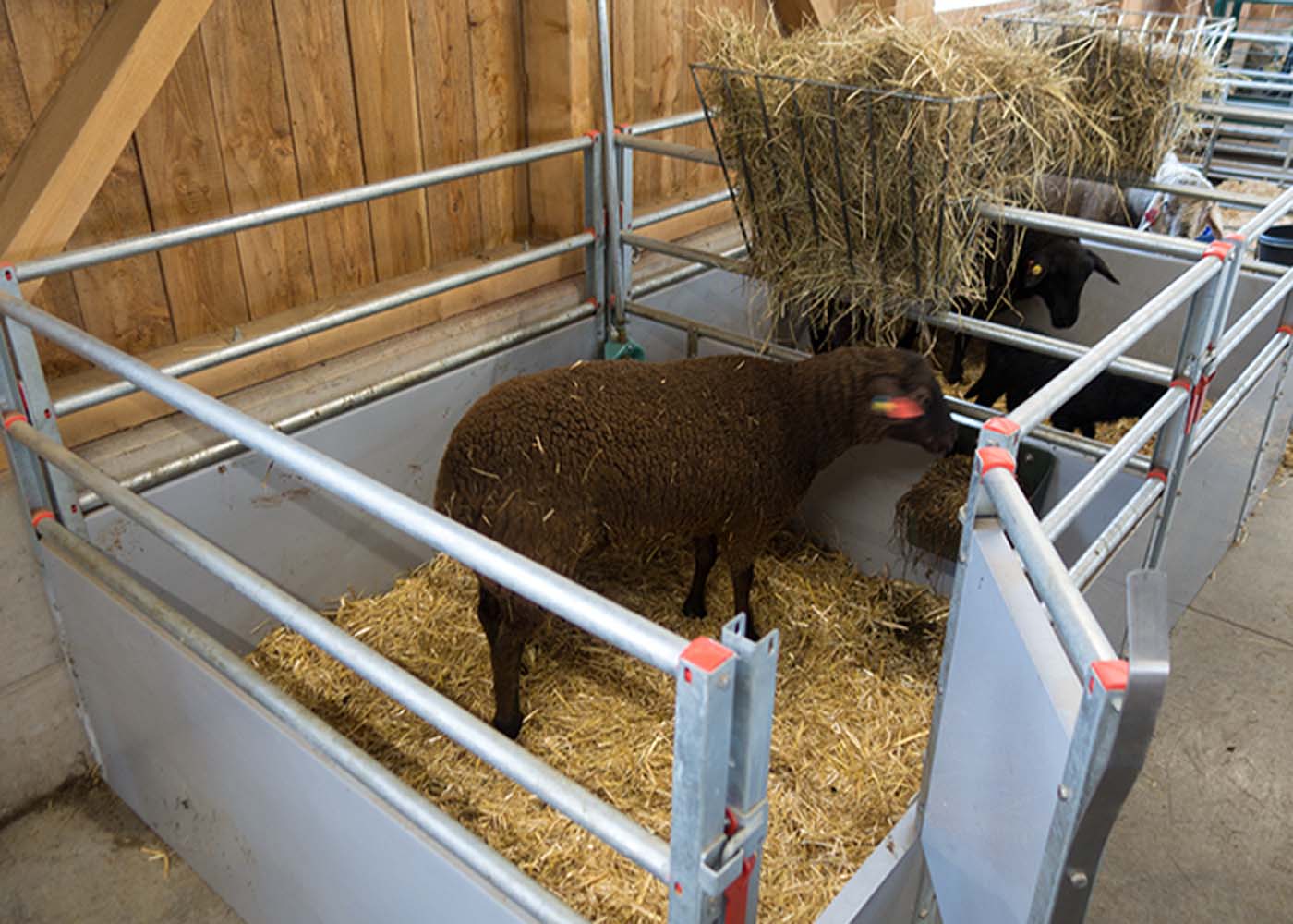 Automatic sheep feeder sale